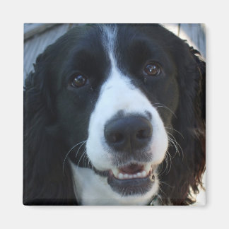 Vad är ansikte? magnet