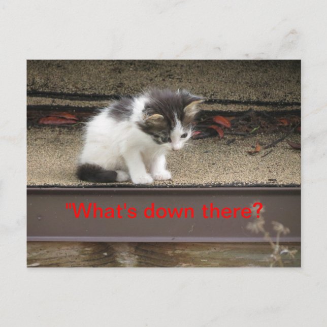 "Vad är där nere?" Nyfiken Kitten Vykort (Framsida)