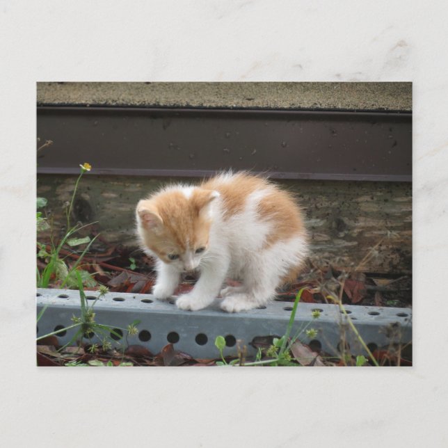 "Vad är där nere?" Vykort (Framsida)