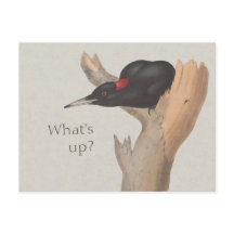 Vad är det? CC0535 Nyfiken svartvingekar