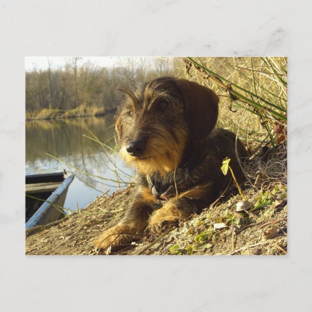 Vad är det? Cute Dachshund Vykort (Framsida)