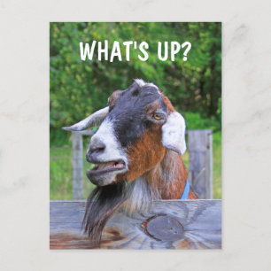 Vad är det? Funny Goat Vykort