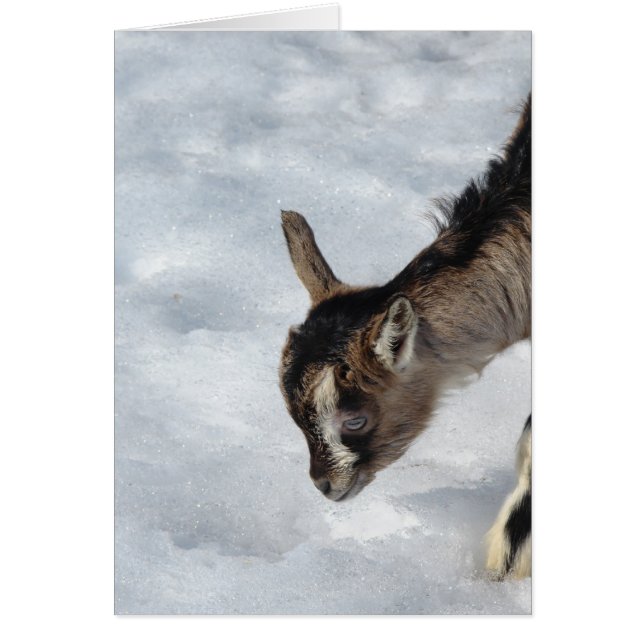 Vad är det? hälsningskort (Framsidan)