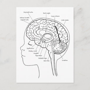 Vad är det i hjärnan? vykort