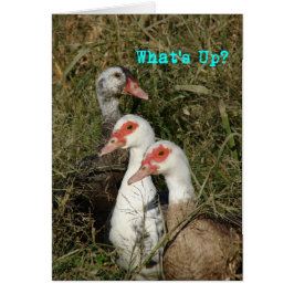 Vad är det? Muscovy Ankor Hälsningskort