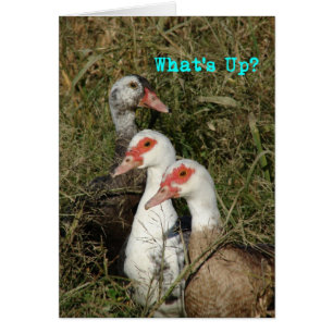 Vad är det? Muscovy Ankor Hälsningskort
