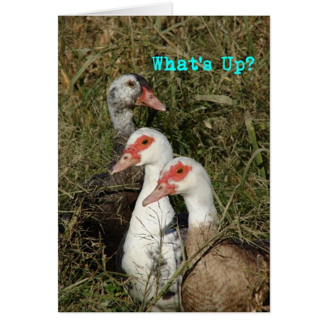 Vad är det? Muscovy Ankor Hälsningskort (Framsidan)