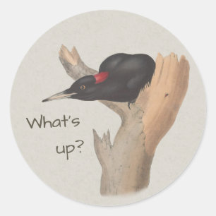 Vad är det? Nyfiken svart vokare John Gould Runt Klistermärke
