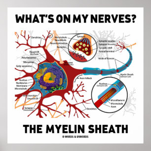 Vad är det på mina nerver? Myelin Sheath Poster