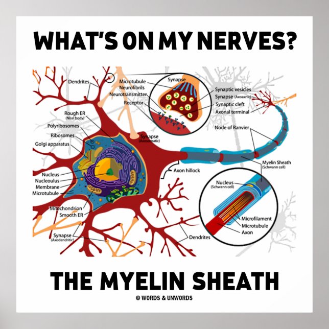 Vad är det på mina nerver? Myelin Sheath Poster (Framsidan)