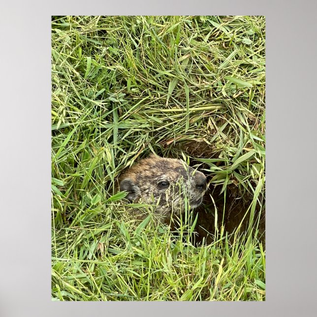 Vad är det? poster (Framsidan)