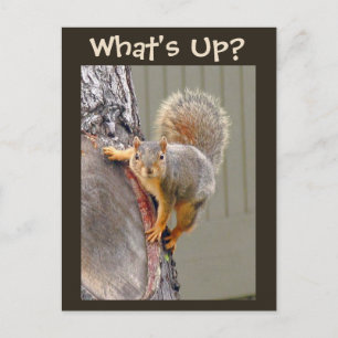 Vad är det? Squirrel Photo Vykort