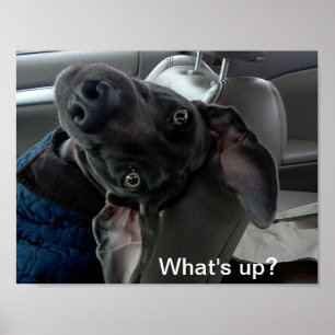 Vad är det? Weimaraner Poster