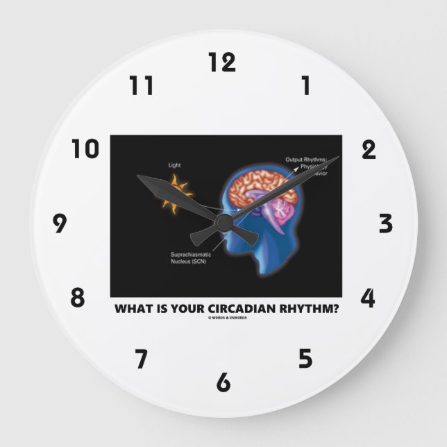 Vad är din Circadian-rytm? Stor Klocka (Framsida)