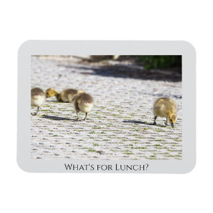 Vad är för Lunch Magnet? Magnet
