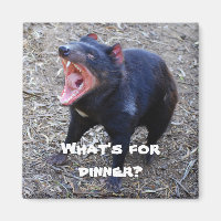 "Vad är för middag?" Tasmanian Djävulen Magnet