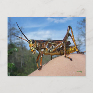 Vad är Hoppin? Vykort