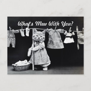 Vad är Mew Kitten? Vykort