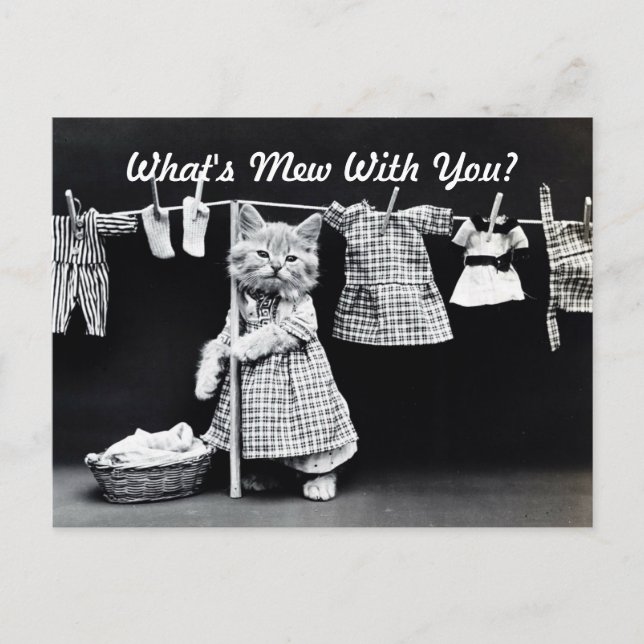 Vad är Mew Kitten? Vykort (Framsida)