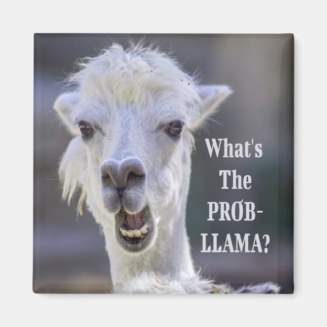 Vad är Prob-Llama? Cute Funny LLAMA Magnet (Framsidan)