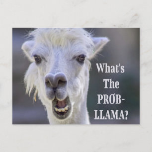 Vad är Prob-Llama? Cute Funny LLAMA Vykort