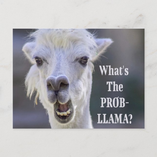 Vad är Prob-Llama? Cute Funny LLAMA Vykort (Framsida)