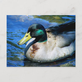 Vad är Quackin? Vykort
