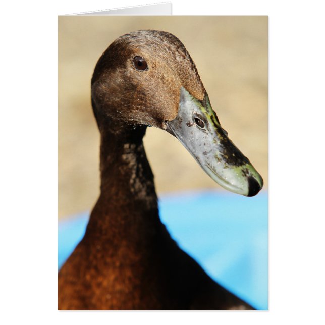 VAD ÄR UPP ANKAN HÄLSNINGSKORT (Framsidan)