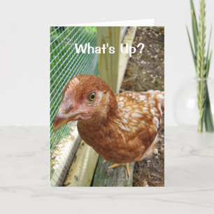 Vad är upp Chicken Butt Funny kyckling humor? Kort