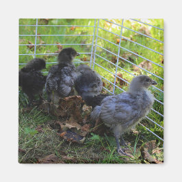 Vad är upp - den fega ändan magnet