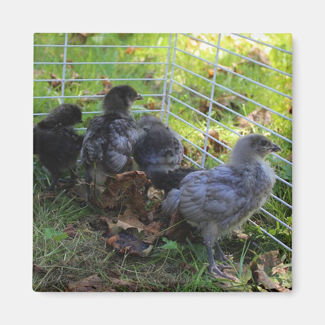 Vad är upp - den fega ändan magnet (Framsidan)