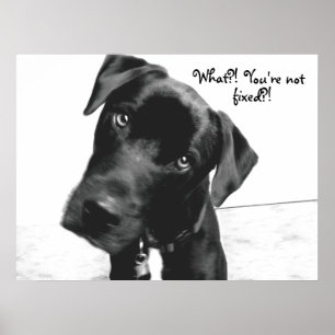 Vad då? Är du inte, fixad?! Poster