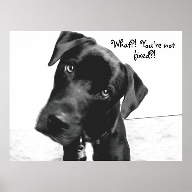 Vad då? Är du inte, fixad?! Poster (Framsidan)