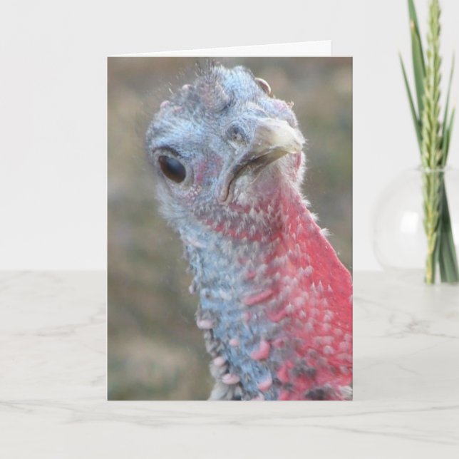 Vad då? Blandat Turkiet, God jul Helgkort (Framsida)