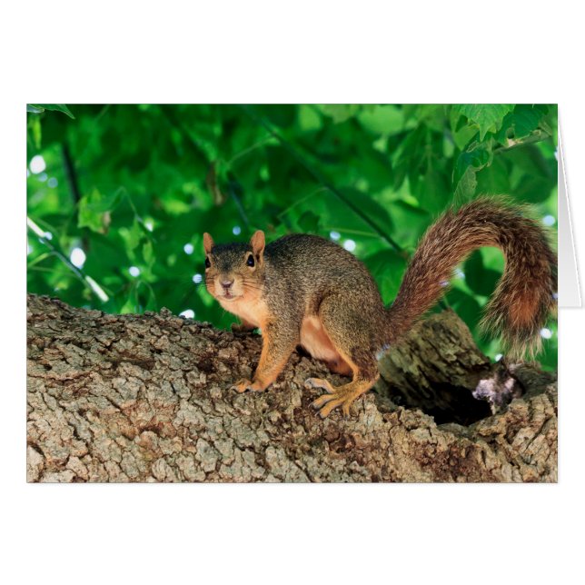 Vad då? färg hälsningskort (Framsidan Horizontal)