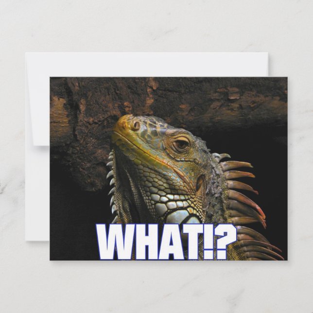 Vad då? Iguana (Framsida)