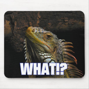 Vad då? Iguana Musmatta