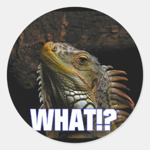 Vad då? Iguana Runt Klistermärke