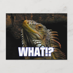 Vad då? Iguana Vykort