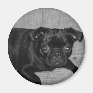 Vad då? Jag gjorde det inte! Magnet