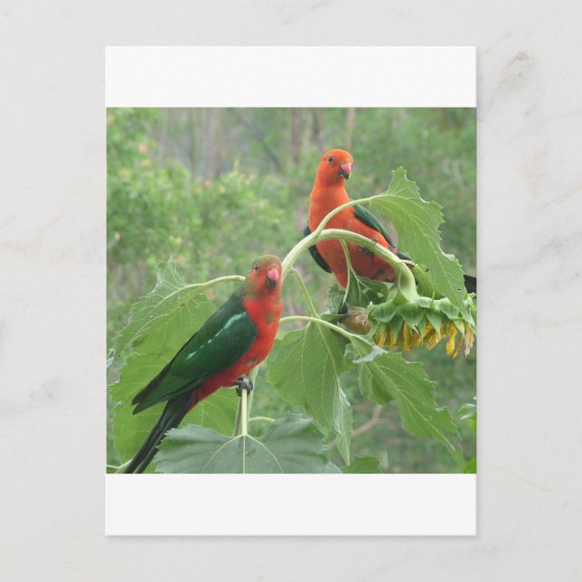 Vad då? vykort (Framsida)