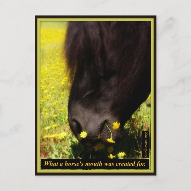 Vad en hästs mun skapades för vykort (Framsida)