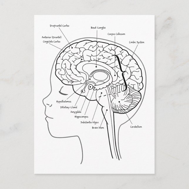 Vad finns i din hjärna vykort (Framsida)