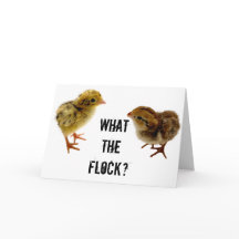 Vad Flock, Baby Quail Chick?