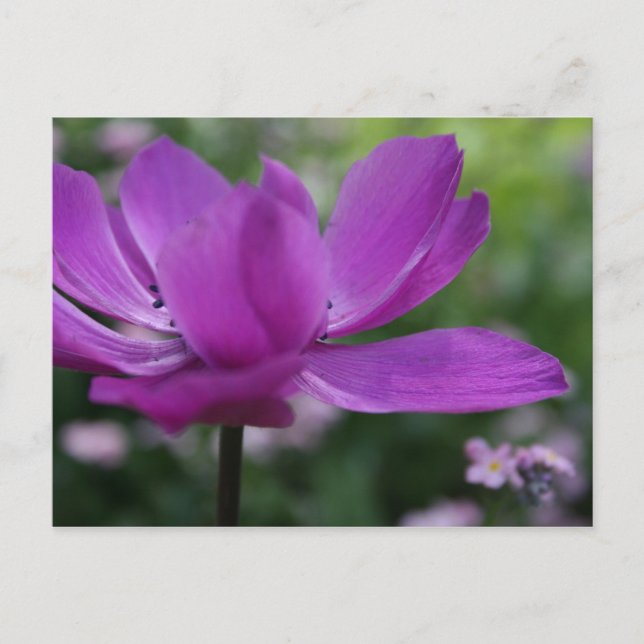 Vad gömmer du? vykort (Framsida)