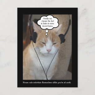 Vad gör huskatter hela dagen? vykort