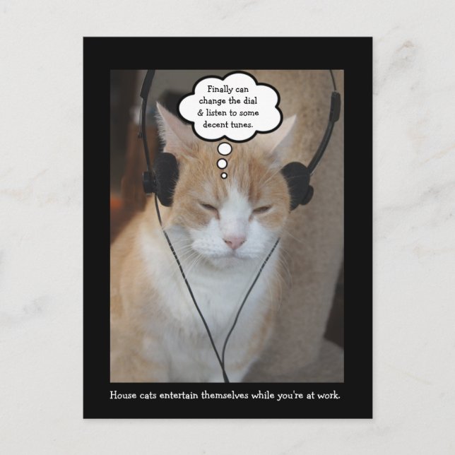 Vad gör huskatter hela dagen? vykort (Framsida)