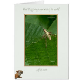 "Vad händer i Nacke i Skogen? Hälsningskort