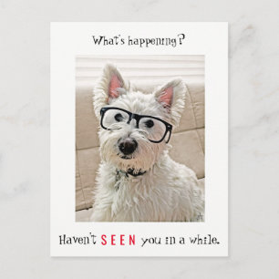 Vad händer, Westie Hund Wearing Glasses Vykort