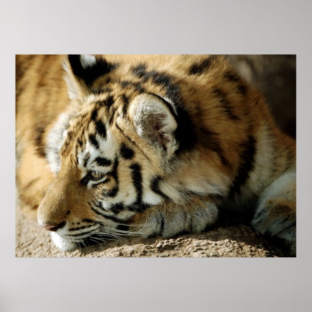 Vad kan jag göra härnäst? poster (Framsidan)